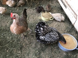 Huhn und Co (Ferien)