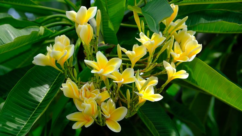 Waldviertler Gartenstammtisch